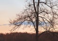 Silhouette of tree against sunset pink sky Royalty Free Stock Photo