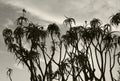 Silhouette of Tree Aloe Royalty Free Stock Photo