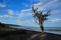 The silhouette of a tree on Amberley beach, New Zealand Royalty Free Stock Photo