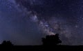 Silhouette of a tree on a background of a milk way Royalty Free Stock Photo