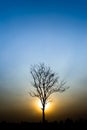 Silhouette of a tree.