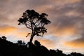 Lonely tree in the sunset skies Royalty Free Stock Photo