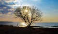 silhouette of a tree with beautiful branches