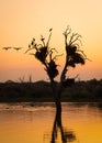 Silhouette of tree with birds and nests trapped in the middle of a dam at sunset Royalty Free Stock Photo