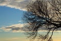 Silhouette of a tree branch against the sky at sunset Royalty Free Stock Photo