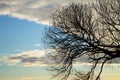Silhouette of a tree branch against the sky at sunset Royalty Free Stock Photo