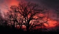 Silhouette of tree branch back lit by spooky sunset generated by AI