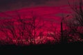 Silhouette of tree branches silhouette against sunset background of orange and pink sky. Beautiful view of the sky Royalty Free Stock Photo