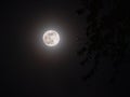 Silhouette of tree branches against the supermoon Royalty Free Stock Photo
