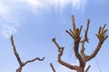 Silhouette of tree branches on a background of blue sky with clouds. Environment protection.