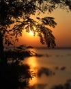 Silhouette of tree branches in background of lake during sunset Royalty Free Stock Photo