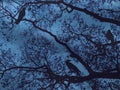 Silhouette tree branches for Halloween background. Royalty Free Stock Photo