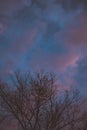 Silhouette of Tree Branches during Blue Hour - Orange Scattered Sky Royalty Free Stock Photo