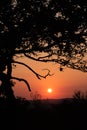 Silhouette of tree branches with a hazy orange sunset in the background.