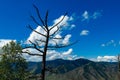 Silhouette of tree branches without leaves against the blue sky and mountains. Lonely leafless tree in the mountains background