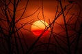 Silhouette tree Branches on orange sunset Royalty Free Stock Photo