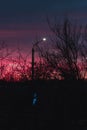 Silhouette of tree branches silhouette against sunset background of orange and pink sky. Beautiful view of the sky Royalty Free Stock Photo