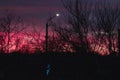 Silhouette of tree branches silhouette against sunset background of orange and pink sky. Beautiful view of the sky Royalty Free Stock Photo