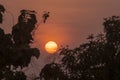 Silhouette of tree branches with sun at dusk time