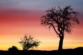 Silhouette of tree with branches, sunset or sunrise scenery Royalty Free Stock Photo