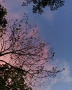 Silhouette of tree branches under a pastel sunset sky with blue and pink tones. Royalty Free Stock Photo