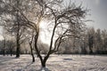 silhouette of tree branches under snow in hoarfrost, winter blurred natural background with bokeh Royalty Free Stock Photo