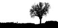 Silhouette of tree, bush with bare branches. Royalty Free Stock Photo