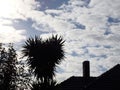 Silhouette tree and chimney rooftop