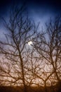 Silhouette of a tree and a cloudy night reflected in a puddle Royalty Free Stock Photo