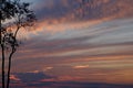 Silhouette tree with colorful twilight sky soft cloud for background backdrop use