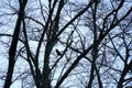 Silhouette of tree crowns and a blackbird or crow sitting among the bare branches in winter. Royalty Free Stock Photo