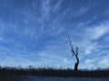 Silhouette of a Tree at Dusk: A silhouette of a dead tree on the prairie with just a few branches left against the bright blue sky Royalty Free Stock Photo