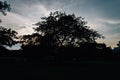 Silhouette tree in the evening at golden hour Royalty Free Stock Photo