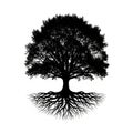 Silhouette of a tree with an expansive canopy and intricate visible roots o Royalty Free Stock Photo