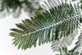 Silhouette of tree fern against white sky Royalty Free Stock Photo