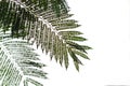 Silhouette of tree fern against white sky Royalty Free Stock Photo