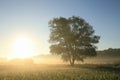 the silhouette of a tree on field against blue sky in misty autumn weather during sunrise single sunny foggy morning Royalty Free Stock Photo