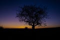 Silhouette of a tree in a field during the beautiful sunrise in the mornin Royalty Free Stock Photo