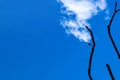 Silhouette of tree branches against a clear sky. Royalty Free Stock Photo