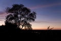 Silhouette of a tree in front of sunset sky