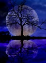 Moon and tree Royalty Free Stock Photo