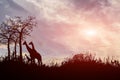 Silhouette tree and giraffes on sunset
