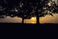 Silhouette tree image. yellow background during sunrise sunset.