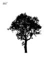 Silhouette tree isolated on white background. Park and outdoor object idea use for landscape design, architectural decorative.