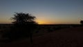 Silhouette of tree in Kalahari desert during sunset time Royalty Free Stock Photo
