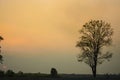Silhouette tree Royalty Free Stock Photo