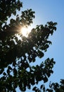 Silhouette of tree leaves against shining sun and blue sky, vertical photo Royalty Free Stock Photo