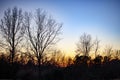 Silhouette of a tree line in the Fall at golden hour Royalty Free Stock Photo