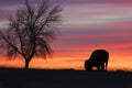 Silhouette of tree and lonely bison Royalty Free Stock Photo