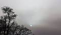 Silhouette of the tree and the moon